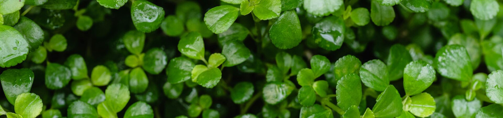 Green leaves background